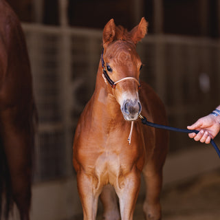 Foal Slip HYBRID Halter