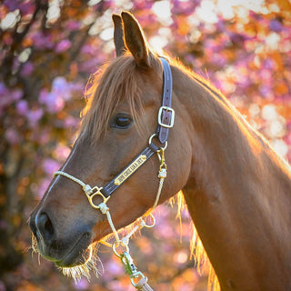 Leather Lariat Hybrid Headcollar