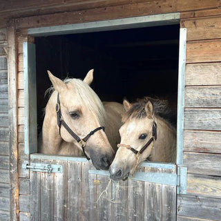 Weanling and Pony Hybrid Headcollar