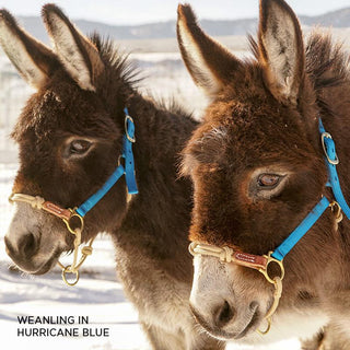 Weanling and Pony Hybrid Headcollar
