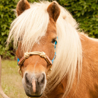 Mini Horse Halters in Nylon