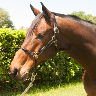 Hybrid Halter® Granted Official Patent – Gives Greater Control Than Any Halter