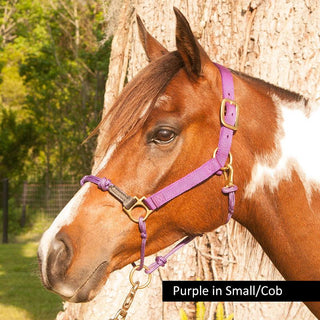 What size horse halter do I choose for my Arabian?