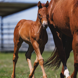 Foal Slip HYBRID Halter