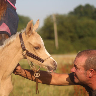 Foal Slip HYBRID Halter