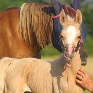 Foal Slip HYBRID Halter