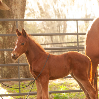 22' Foal Handling Line/ Soft Driving Lines