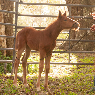 22' Foal Handling Line/ Soft Driving Lines