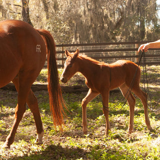 22' Foal Handling Line/ Soft Driving Lines