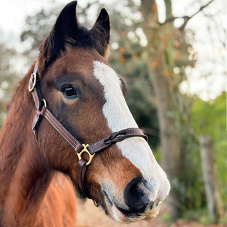 TROI Leather Halter - Twist Nose