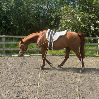 22' Foal Handling Line/ Soft Driving Lines