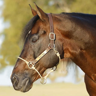 Leather Lariat Hybrid Headcollar