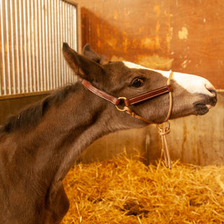 Foal Slip HYBRID Halter