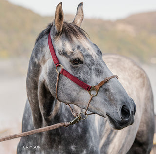 Hybrid Classic Nylon Halter