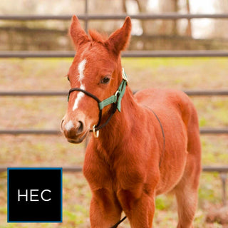 Foal Slip HYBRID Halter